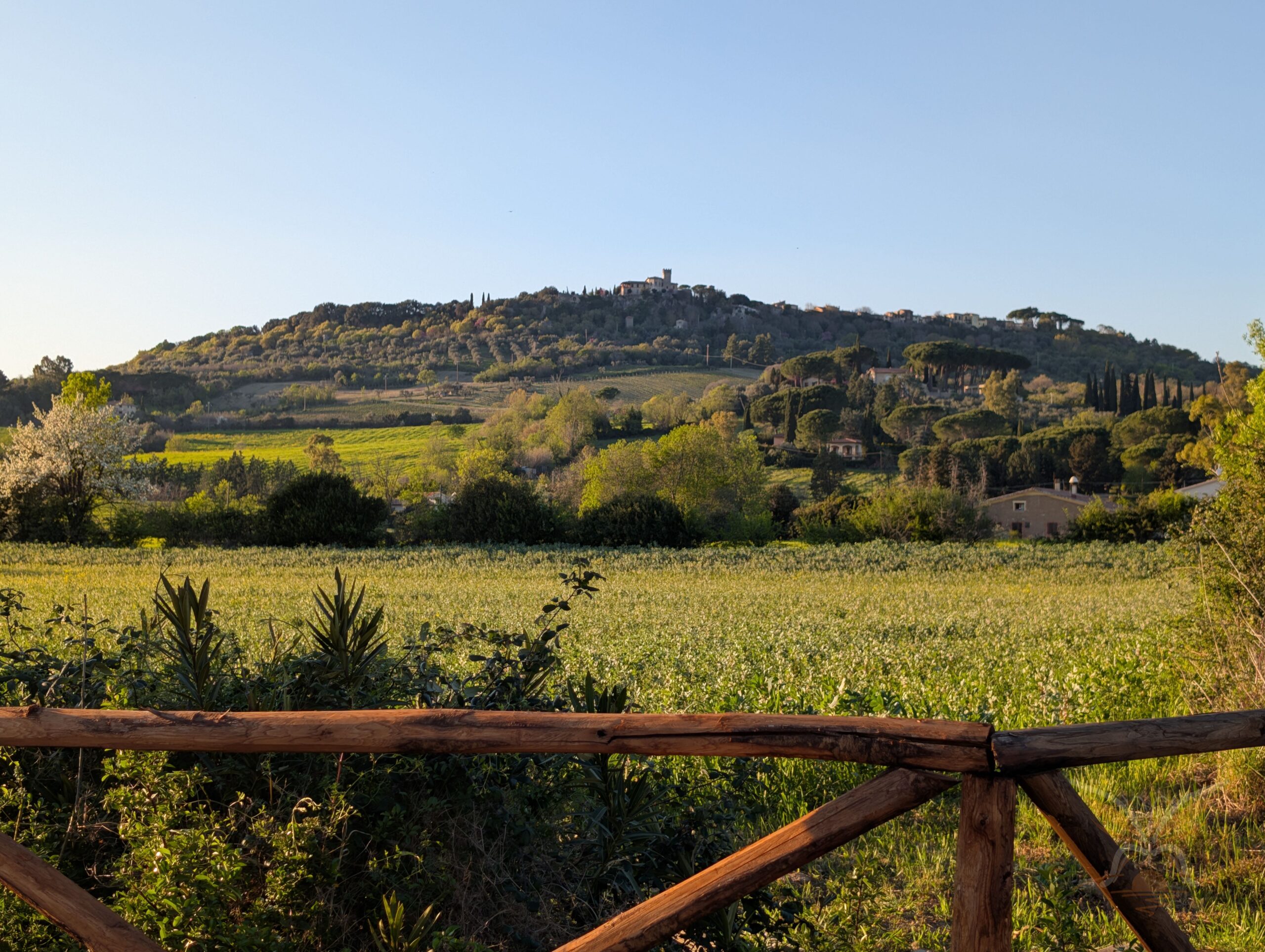 Sunlit Maremma hillside with olive groves, cypress trees and a hilltop house near Saturnia, Tuscany.