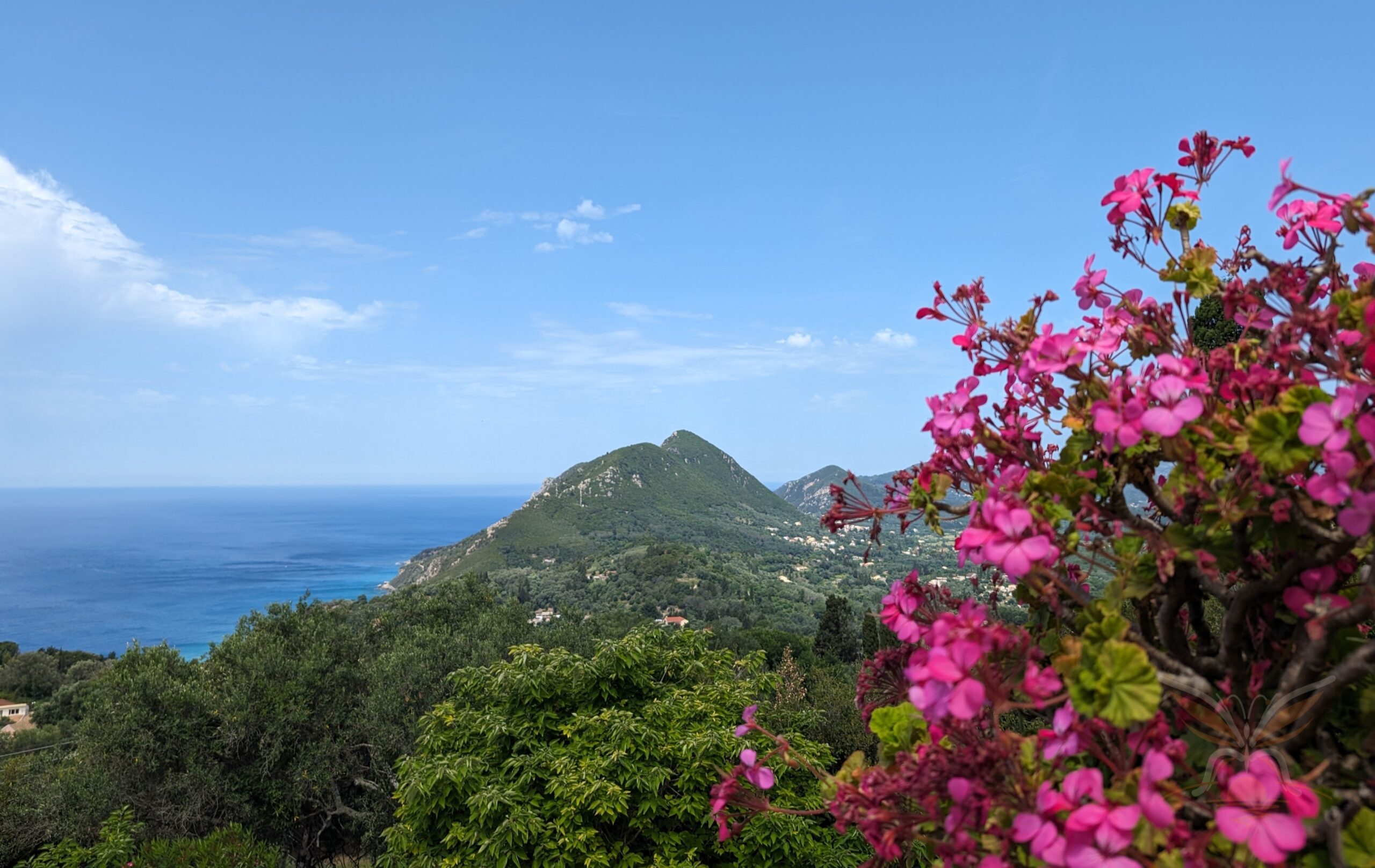 Pink flowers framing green hills and the blue sea near Pelekas in Corfu, Greece.