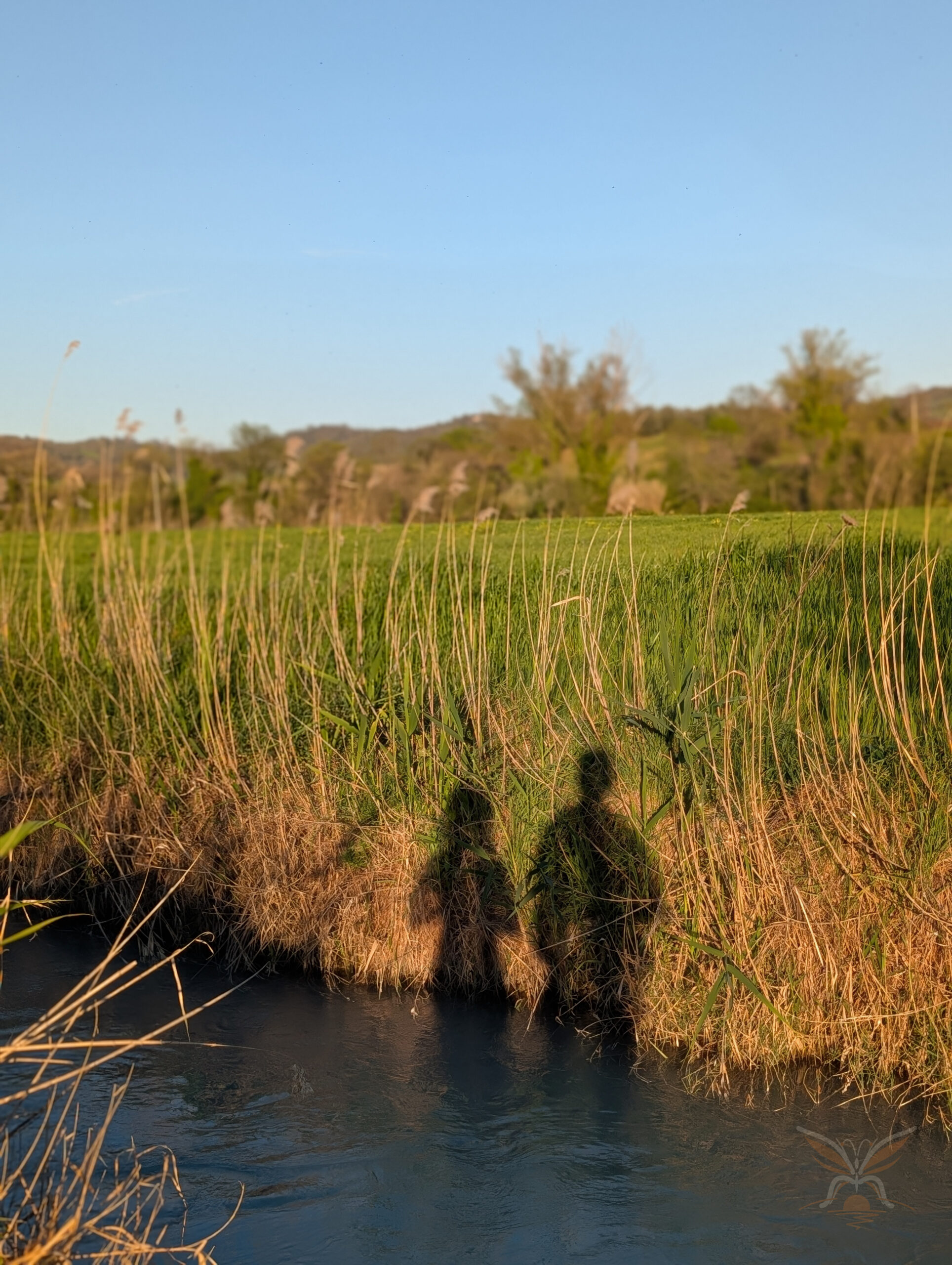 Long shadows of two people falling across shallow water and reeds near Saturnia, Tuscany.