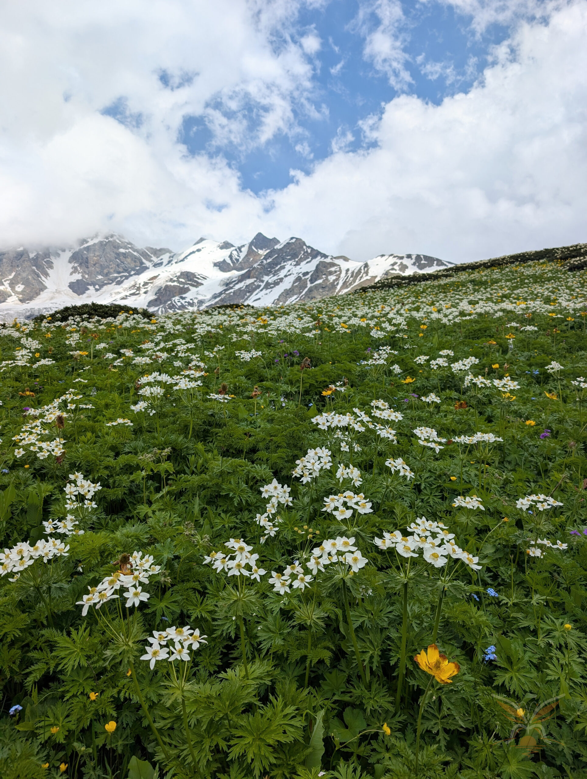White and yellow alpine flowers covering a green slope below the snowy Shkhara massif.