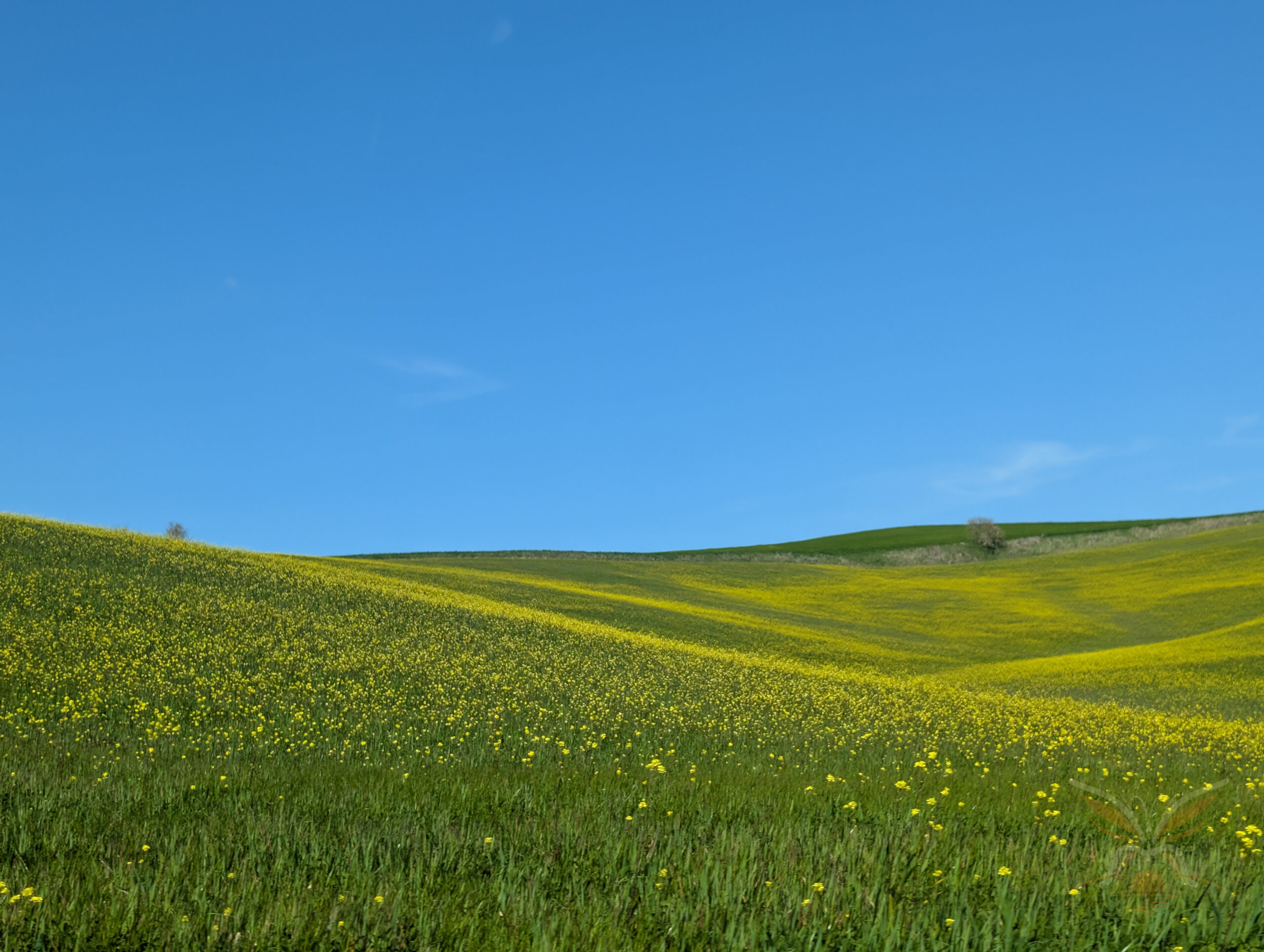Rolling green fields covered with yellow wildflowers beneath a clear blue sky in Tuscany.