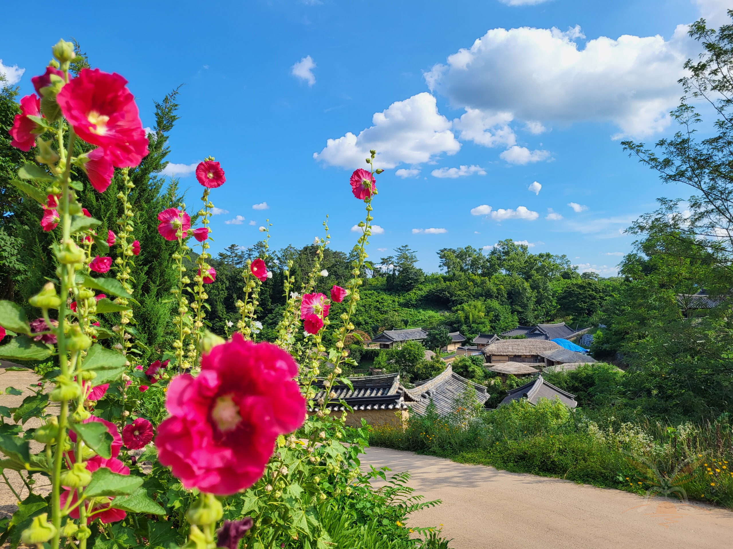 Pink hollyhocks framing tiled hanok rooftops in Yangdong Folk Village, South Korea.